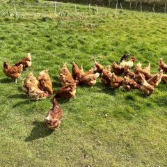 2nd Year Hybrid Hens