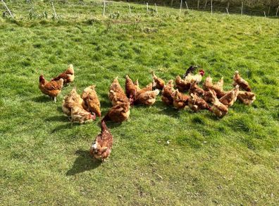 2nd Year Hybrid Hens