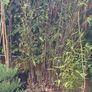 Black stemmed bamboo Image 5