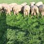 Quality Charolais and Texel hogget rams Image 5
