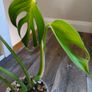No.4 Monstera Burle Marx Flame Image 9