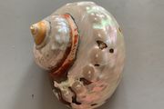 Shell