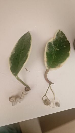 hoya
