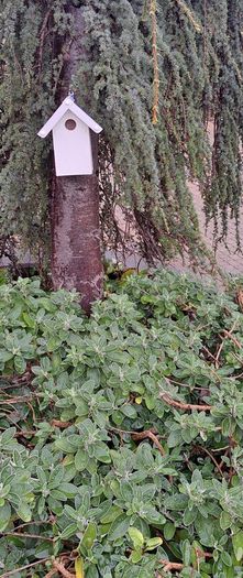 Bird Nesting Boxes