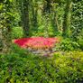 Azaleas, Evergreen Plants Image 3