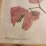 Set 2 Vintage Authentic Botanical Press Flowers Framed Wall Folk Art Image 6