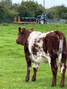Heifer