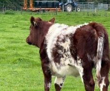 Heifer