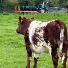 Heifer