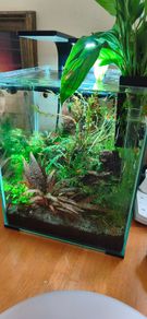 Sakura Orange shrimp aquarium