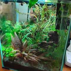 Sakura Orange shrimp aquarium