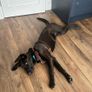 Puppy Image 2