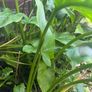 Calla Lily perennial Image 4