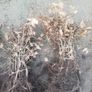 Hornbeam hedging Image 3