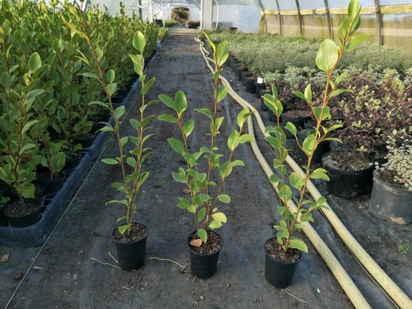 Griselinia Hedging