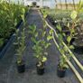 Griselinia Hedging Image 3