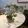 Weeping Fig Ficus benjamina Image 2