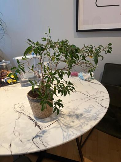 Weeping Fig Ficus benjamina