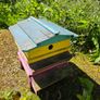 Bee hives Image 4