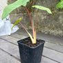 colocasia esculenta pink china Image 4