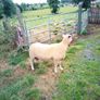 Full bred registered Hogget ram Image 3