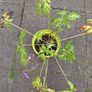 Geranium Palmatum Image 3