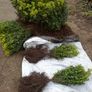 Box Hedging Image 3