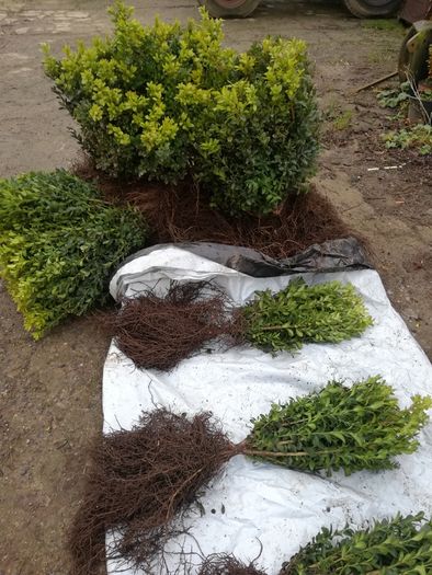 Box Hedging