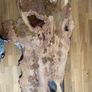 Very Rare Bog Oak Table Image 8
