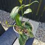 Lemon citrus tree plant Image 2