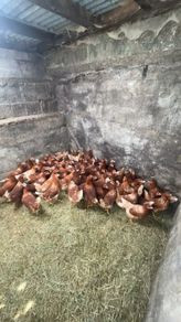 lovely hens