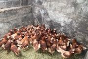 lovely hens