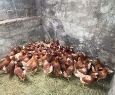 lovely hens