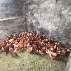 lovely hens