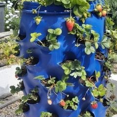 Barrels for Planting