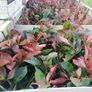 Red Robin Hedging Image 2