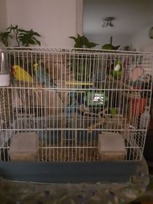 Bird Cage and other items with cage