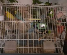 Bird Cage and other items with cage