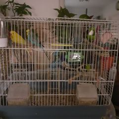 Bird Cage and other items with cage