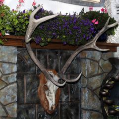 Antlers