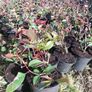 Red Robin Hedging Image 4