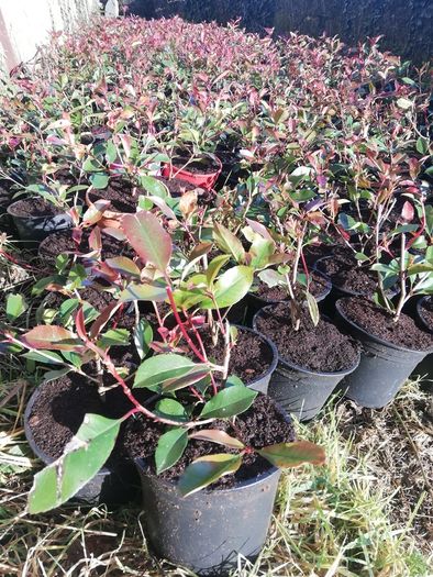 Red Robin Hedging