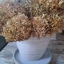 dried hydrangeas ...huge bunch. Dried this year.. Appprox  24 stems. 60 cms high and 70 wide as per this photo.. Image 2