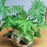 Plant Geranium and Cuban Oregano with herb pot Image 5