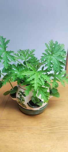 Plant Geranium and Cuban Oregano with herb pot