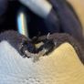 Gant Garold Men's Trainers in Marine Blue size 44 Image 5