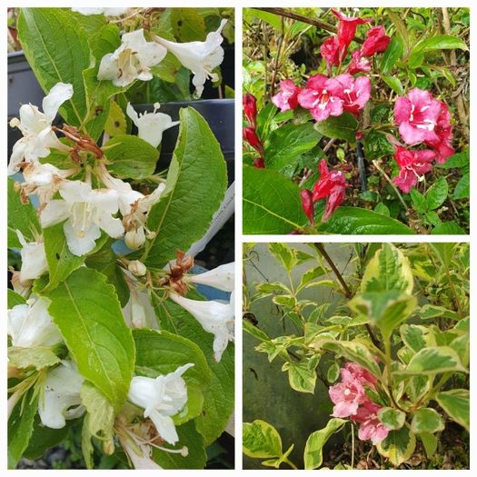 Flowering Plants Weigela