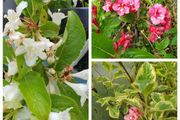Flowering Plants Weigela