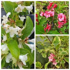 Flowering Plants Weigela