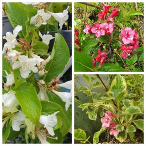 Flowering Plants Weigela